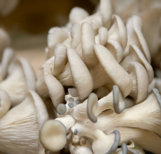 How to Make Mushrooms Last Longer in the Fridge